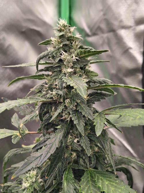 Bourbon Berry. Week 9