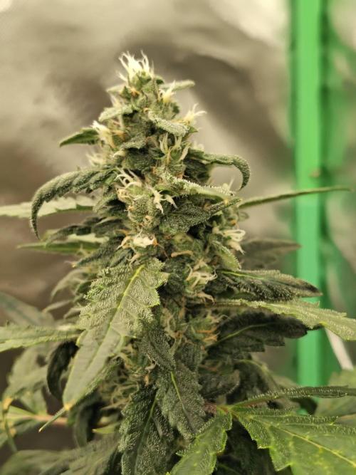 Bourbon Berry. Week 9