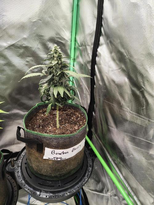 Bourbon Berry. Week 9