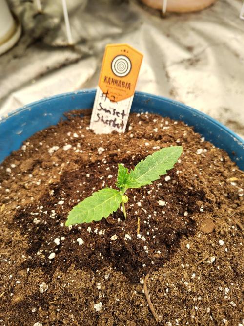 Sunset Sherbet. Week 1