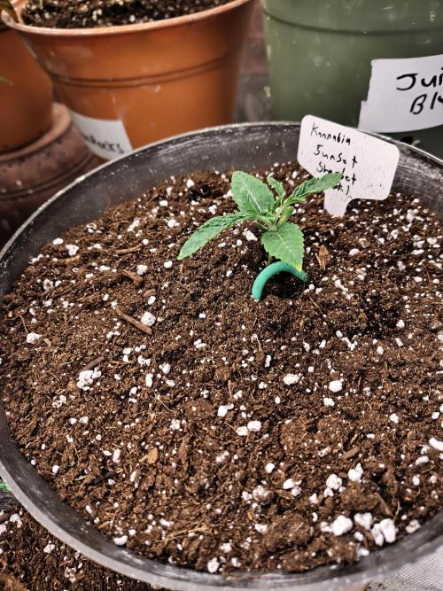 Sunset Sherbet. Week 1