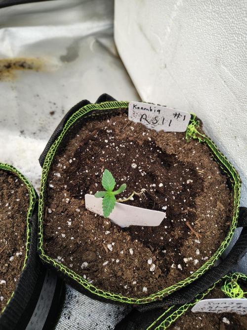 RS11 (Rainbow Sherbet). Week 1