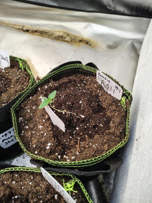 RS11 (Rainbow Sherbet). Week 1