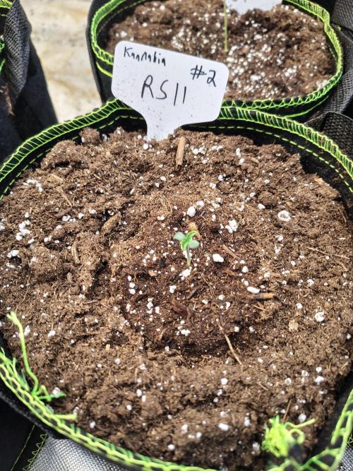 RS11 (Rainbow Sherbet). Week 1