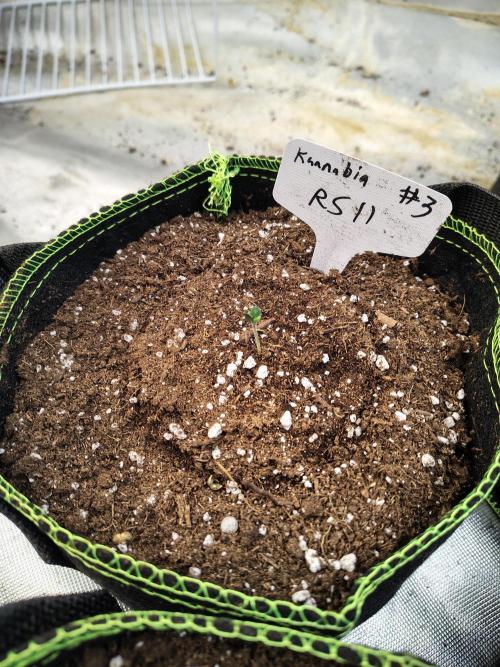 RS11 (Rainbow Sherbet). Week 1