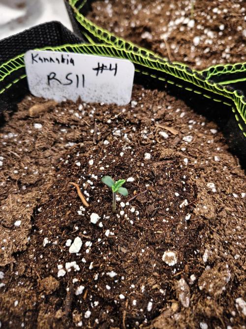 RS11 (Rainbow Sherbet). Week 1