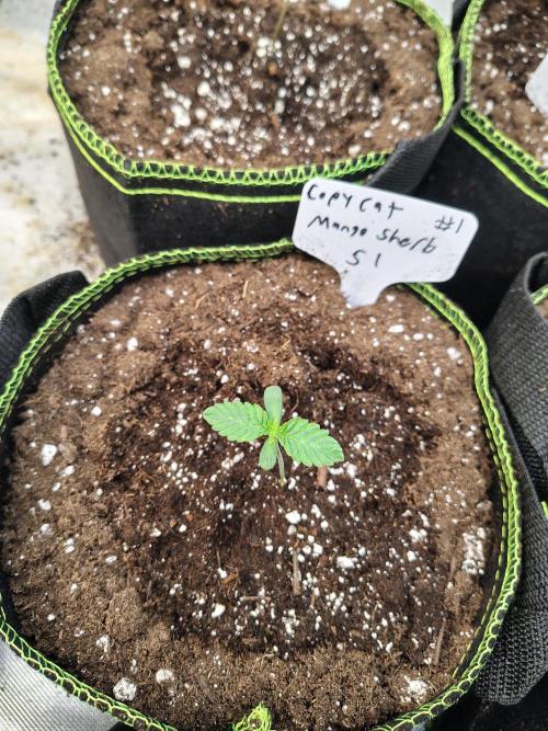 Mango Sherb S1. Week 1