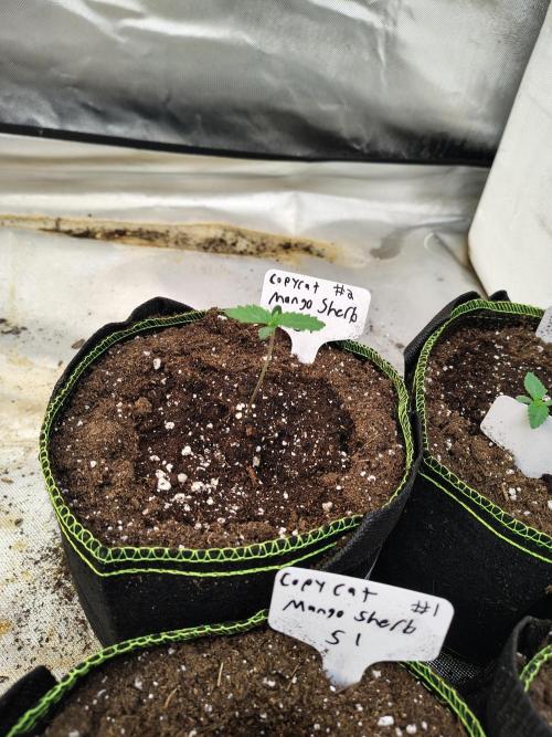 Mango Sherb S1. Week 1