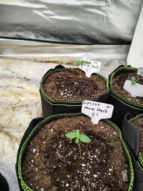 Mango Sherb S1. Week 1