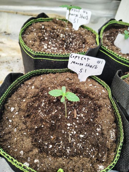 Mango Sherb S1. Week 1