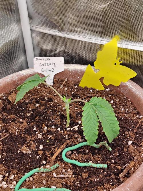 Grizzly Glue. Week 3