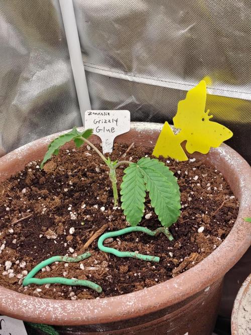 Grizzly Glue. Week 3