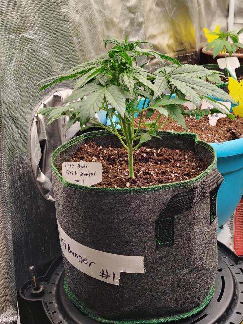 FrostBanger Auto. Week 3