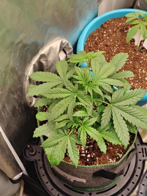 FrostBanger Auto. Week 3