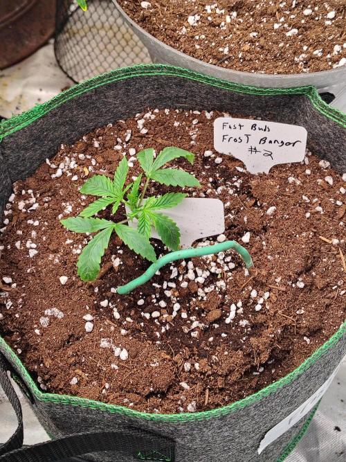 FrostBanger Auto. Week 3