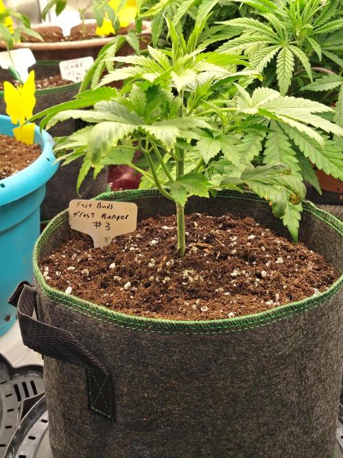 FrostBanger Auto. Week 3