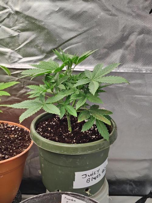 Juicy Blues Auto (Run #2). Week 3