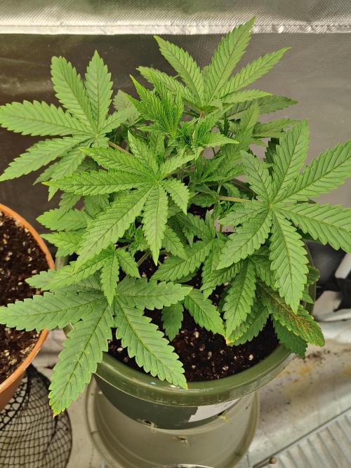 Juicy Blues Auto (Run #2). Week 3