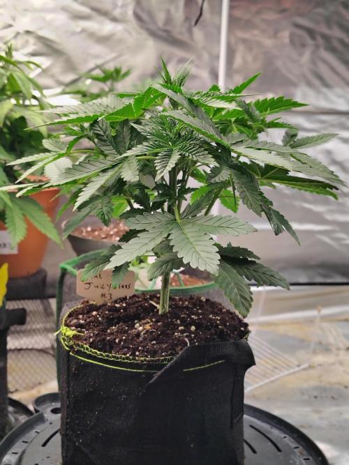 Juicy Blues Auto (Run #2). Week 3