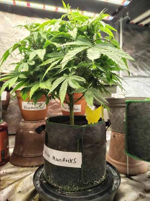 Alien Moonrocks. Week 9