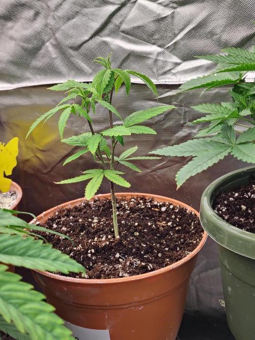 Alien Moonrocks. Week 9