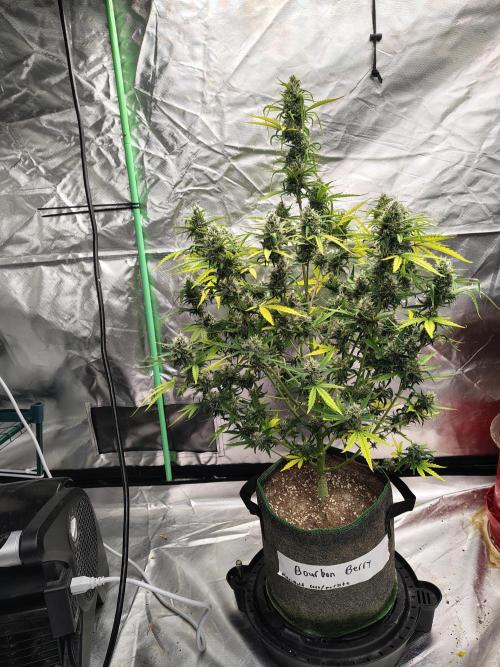 Bourbon Berry. Week 10