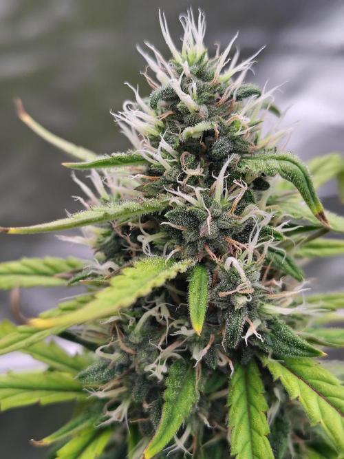 Bourbon Berry. Week 10