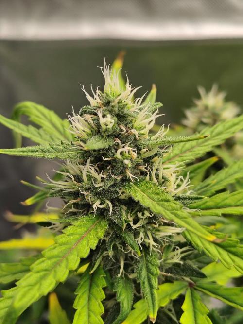 Bourbon Berry. Week 10