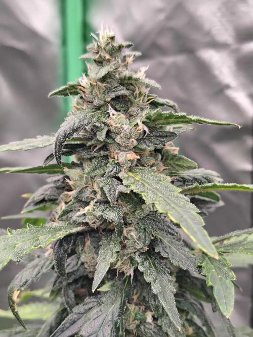 Bourbon Berry. Week 10