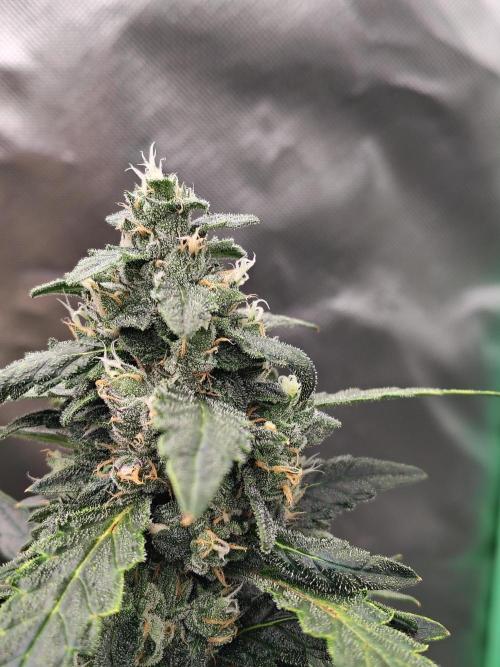 Bourbon Berry. Week 10