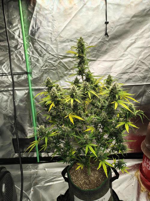 Bourbon Berry. Week 10