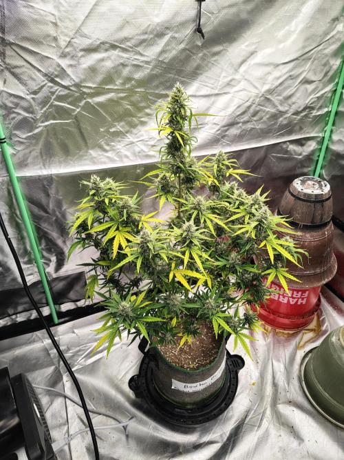 Bourbon Berry. Week 10