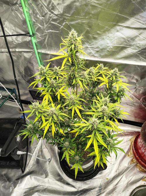 Bourbon Berry. Week 10