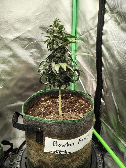 Bourbon Berry. Week 10