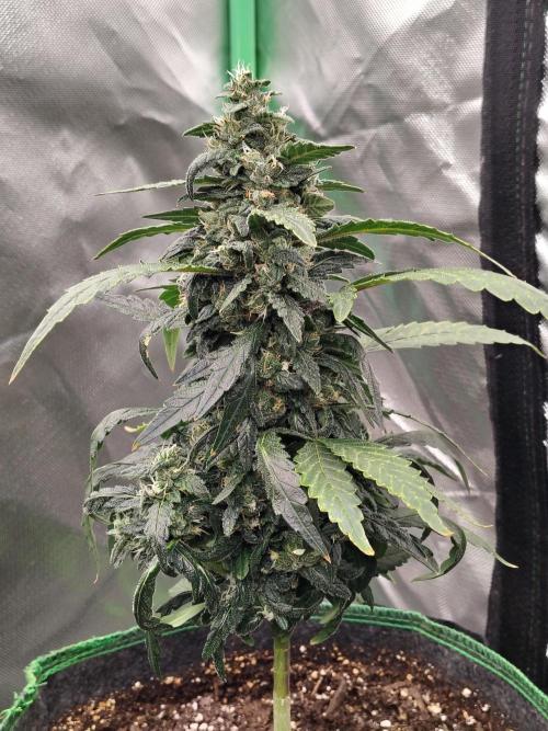 Bourbon Berry. Week 10