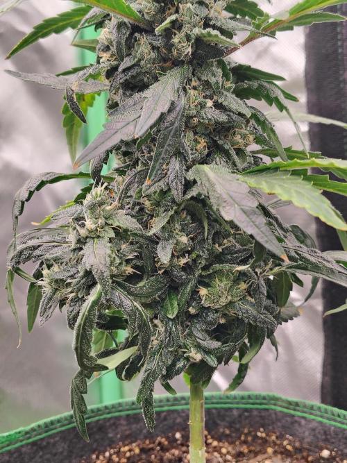 Bourbon Berry. Week 10