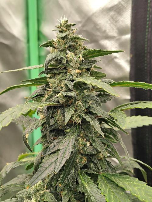 Bourbon Berry. Week 10