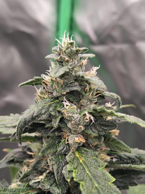 Bourbon Berry. Week 10