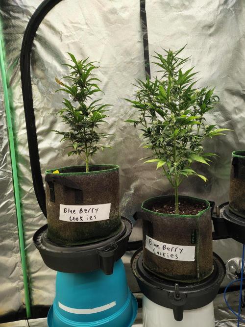 Blueberry Cookies. Week 7