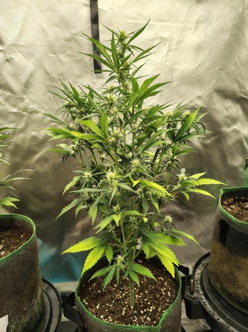 Blueberry Cookies. Week 7