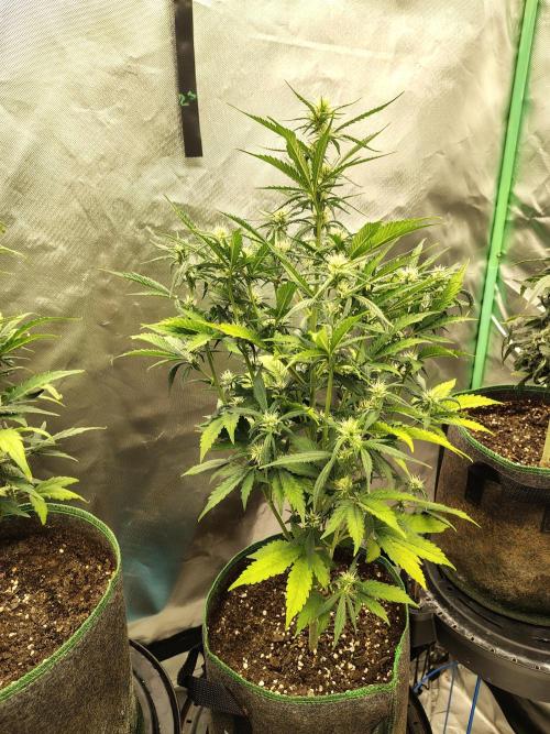 Blueberry Cookies. Week 7