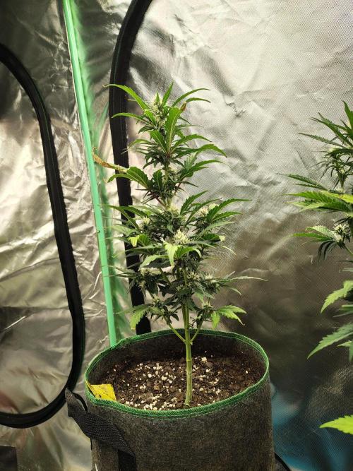 Blueberry Cookies. Week 7