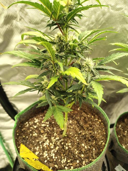 Blueberry Cookies. Week 7