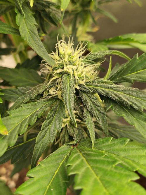 Blueberry Cookies. Week 7