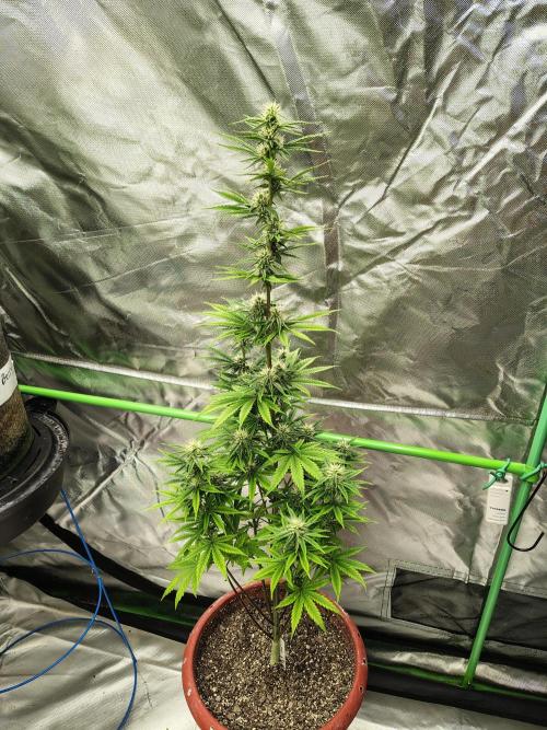 Face Fat (Run #2). Week 7