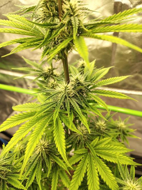 Face Fat (Run #2). Week 7