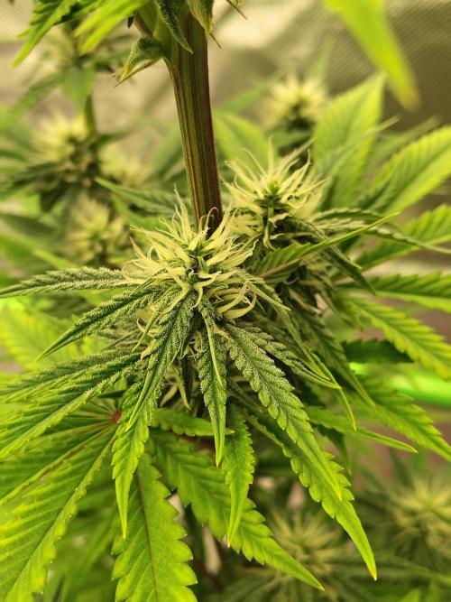 Face Fat (Run #2). Week 7