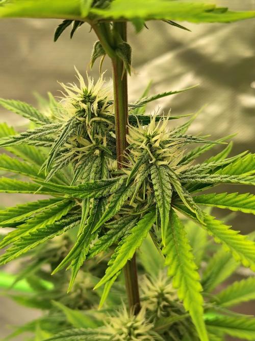 Face Fat (Run #2). Week 7