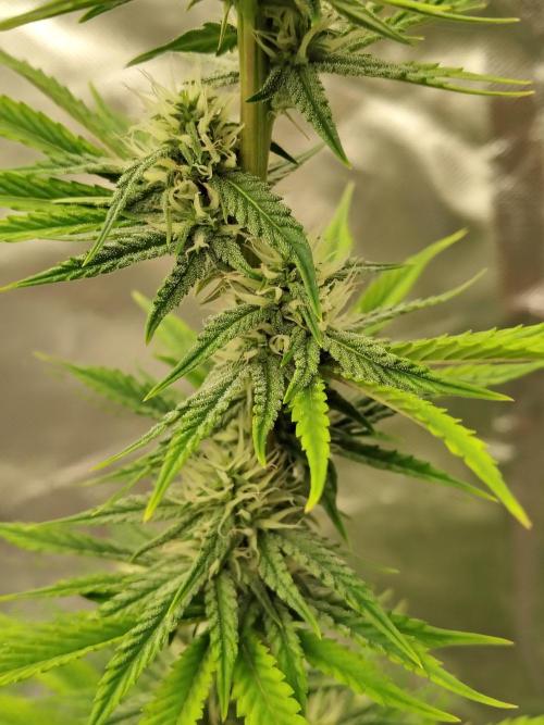 Face Fat (Run #2). Week 7