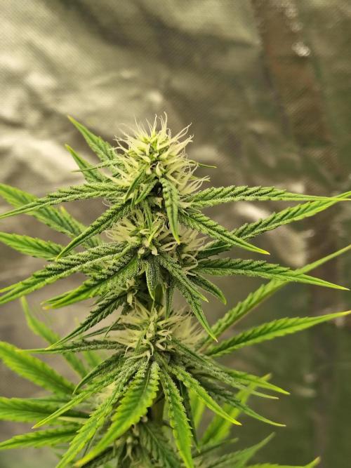 Face Fat (Run #2). Week 7